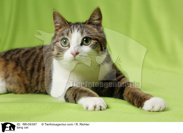 liegende Katze / lying cat / RR-09397