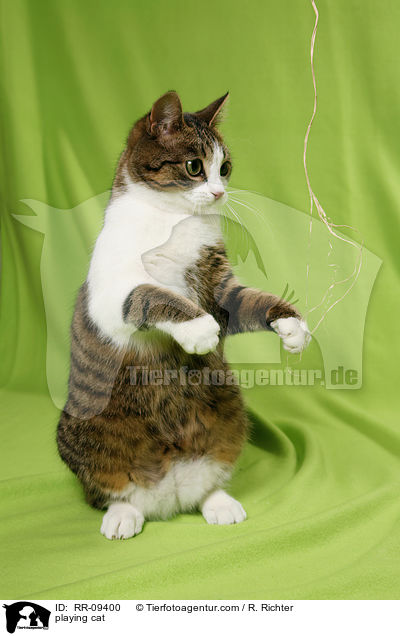 spielende Katze / playing cat / RR-09400