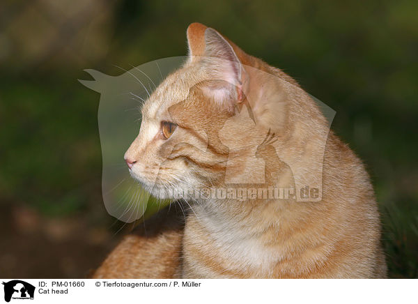 Portrait einer Katze / Cat head / PM-01660