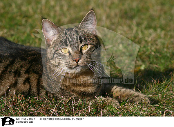 Hauskatze / domestic cat / PM-01677