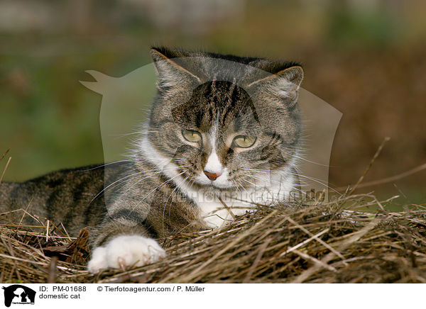 Hauskatze / domestic cat / PM-01688