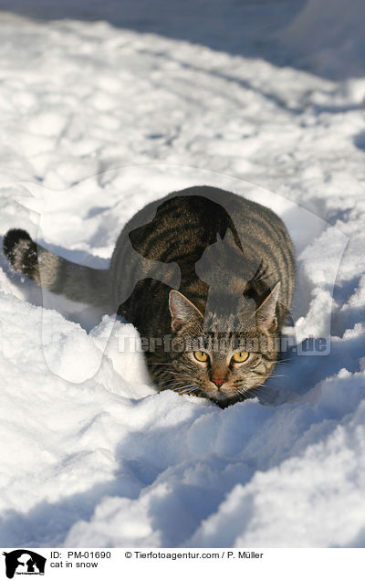 Hauskatze im Schnee / cat in snow / PM-01690
