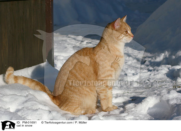 Hauskatze im Schnee / cat in snow / PM-01691