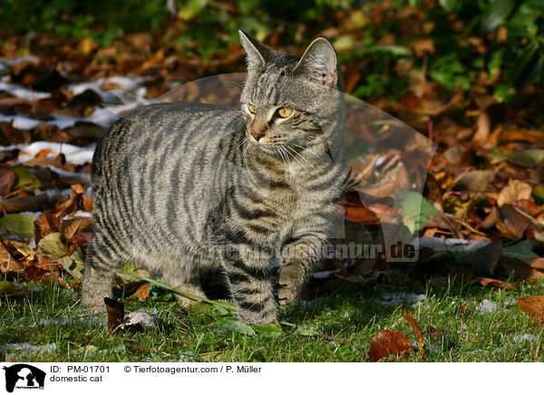 Hauskatze / domestic cat / PM-01701