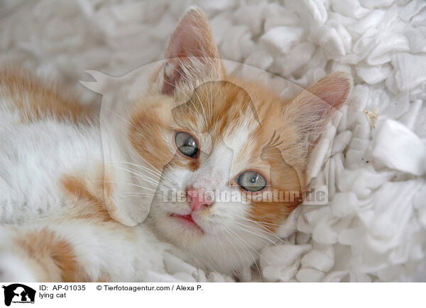 Hauskatze / lying cat / AP-01035
