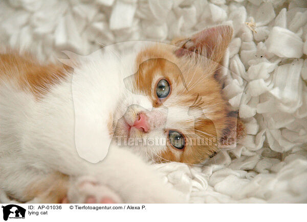 Hauskatze / lying cat / AP-01036
