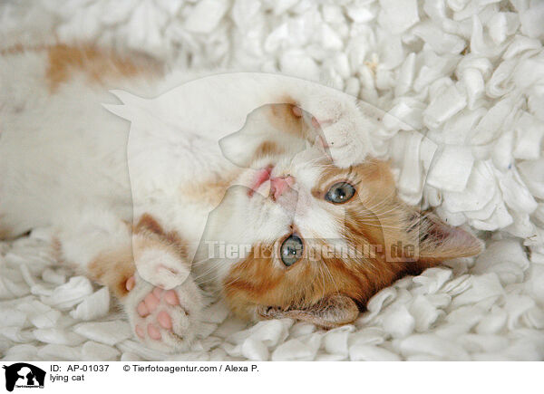 Hauskatze / lying cat / AP-01037