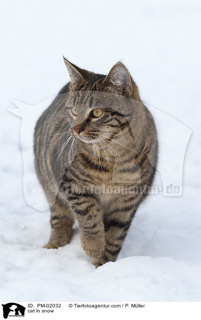 Katze im Schnee / cat in snow / PM-02032