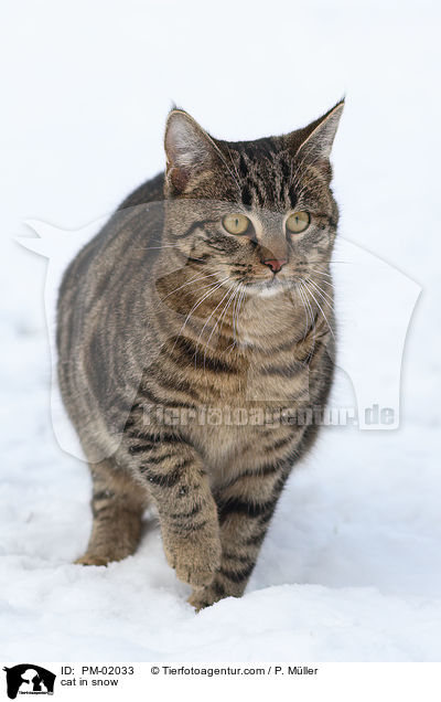 Katze im Schnee / cat in snow / PM-02033