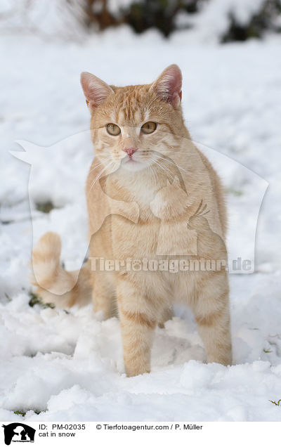 Katze im Schnee / cat in snow / PM-02035