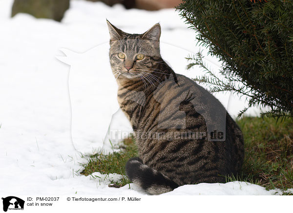 Katze im Schnee / cat in snow / PM-02037