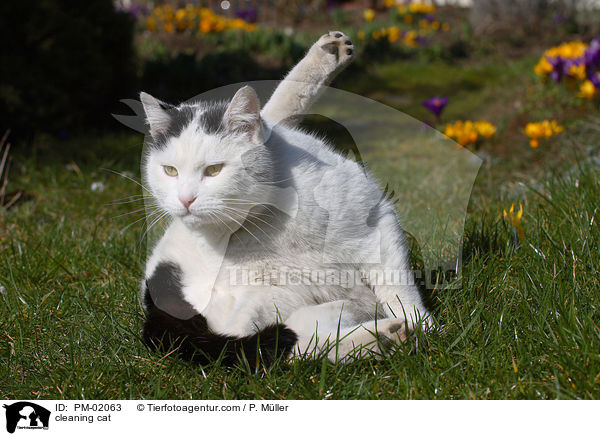 sich putzende Katze / cleaning cat / PM-02063