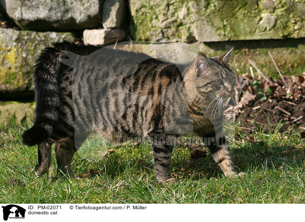 Hauskatze / domestic cat / PM-02071