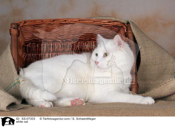 weie Katze / white cat / SS-07303