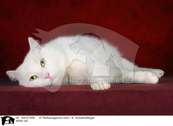 weie Katze / white cat / SS-07306