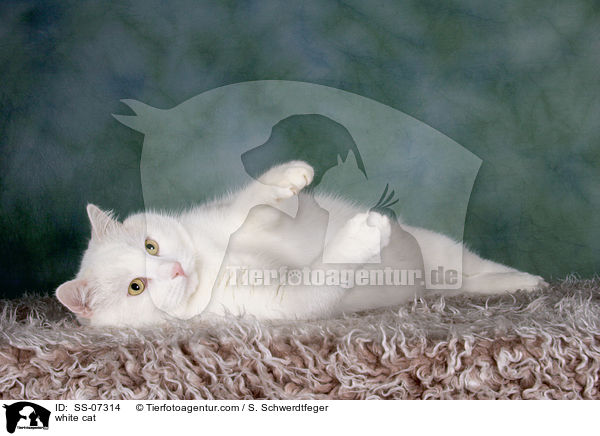 weie Katze / white cat / SS-07314