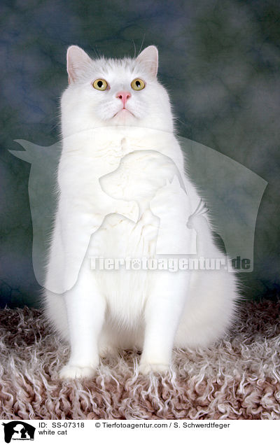 weie Katze / white cat / SS-07318