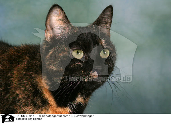 bunte Hauskatze / domestic cat portrait / SS-08016