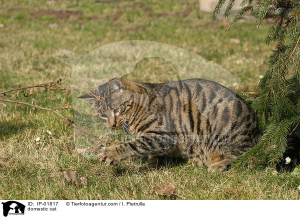 Hauskatze / domestic cat / IP-01817