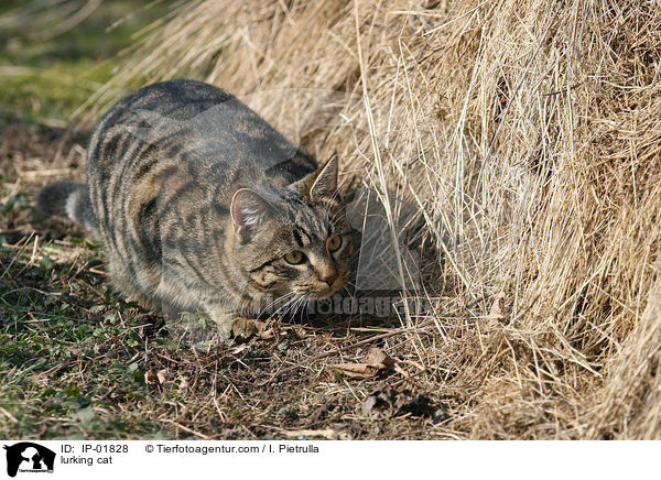 Hauskatze auf der Lauer / lurking cat / IP-01828