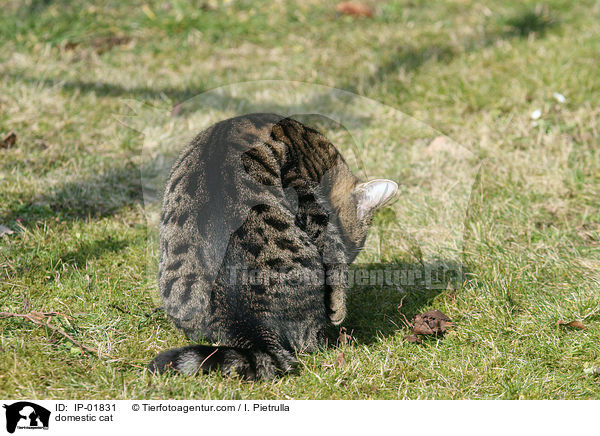 Hauskatze / domestic cat / IP-01831