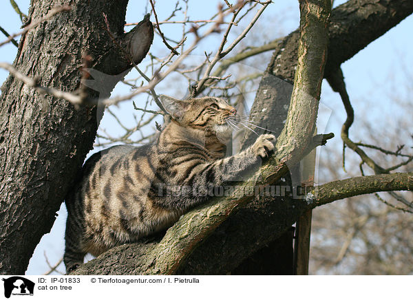 Katze auf dem baum / cat on tree / IP-01833