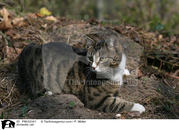 Hauskatze / domestic cat / PM-02341