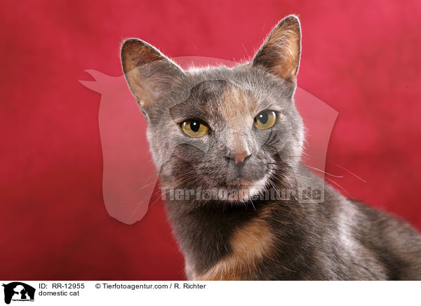 Hauskatze / domestic cat / RR-12955