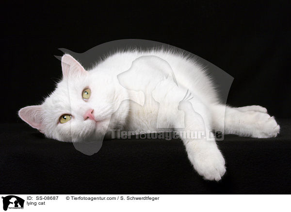 liegender Britisch-Kurzhaar-Mischling / lying cat / SS-08687