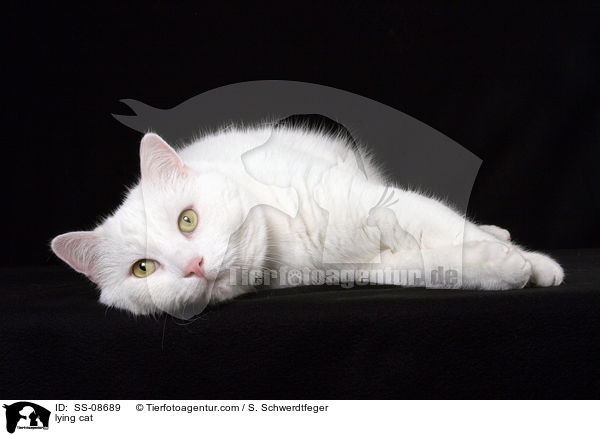 liegender Britisch-Kurzhaar-Mischling / lying cat / SS-08689