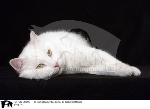 liegender Britisch-Kurzhaar-Mischling / lying cat / SS-08690