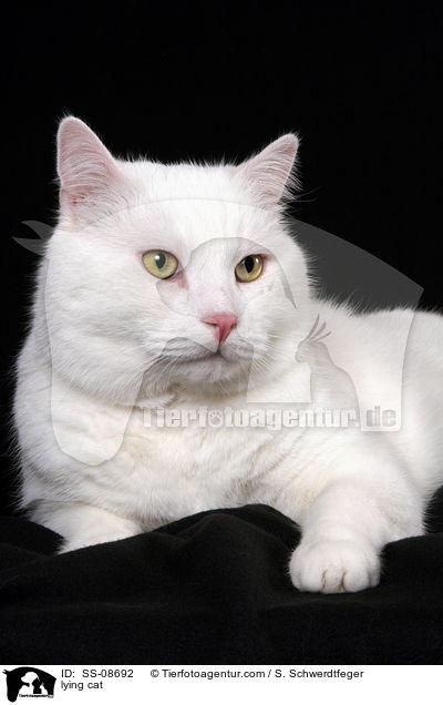 liegender Britisch-Kurzhaar-Mischling / lying cat / SS-08692