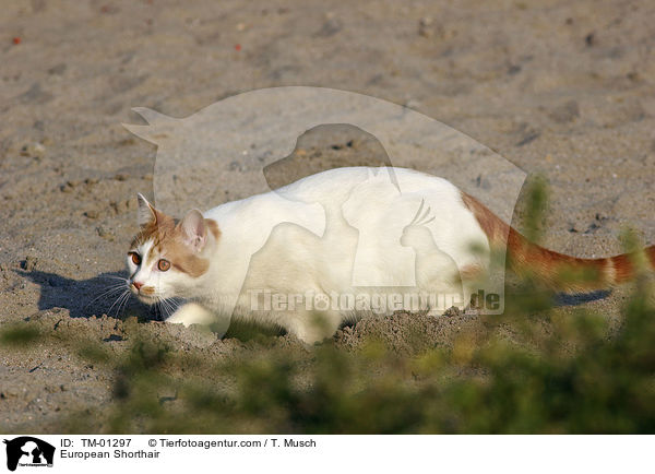 Europisch Kurzhaar / European Shorthair / TM-01297