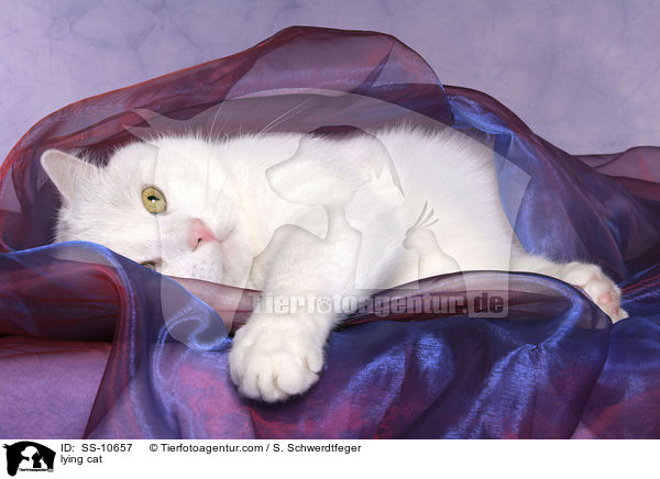 liegende Katze / lying cat / SS-10657