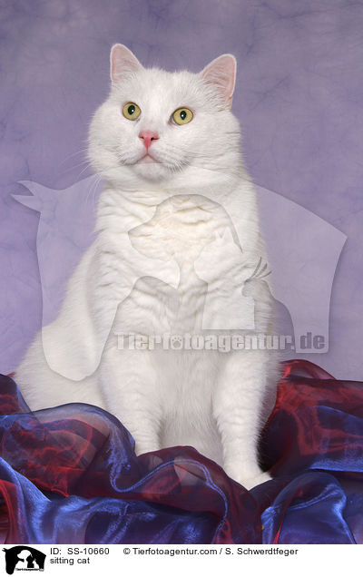 sitzende Katze / sitting cat / SS-10660