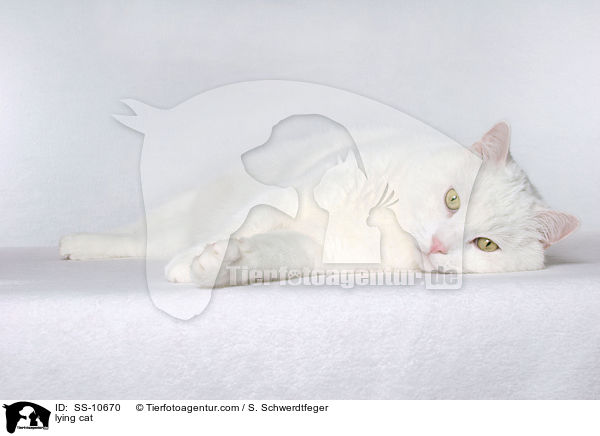 liegende Katze / lying cat / SS-10670