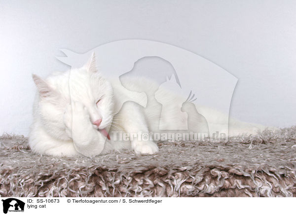 liegende Katze / lying cat / SS-10673