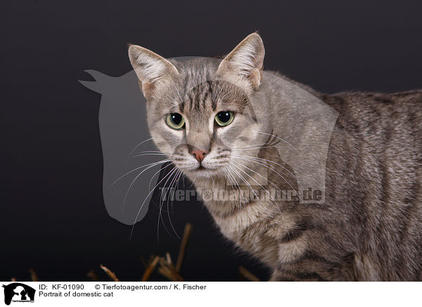 Portrait einer Hauskatze / Portrait of domestic cat / KF-01090