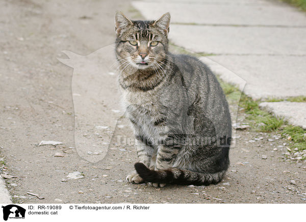 Hauskatze / domestic cat / RR-19089