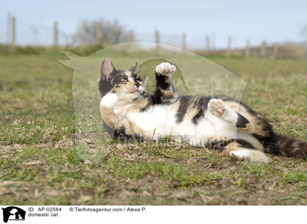 Freignger Hauskatze / domestic cat / AP-02564