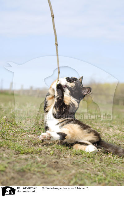 Freignger Hauskatze / domestic cat / AP-02570