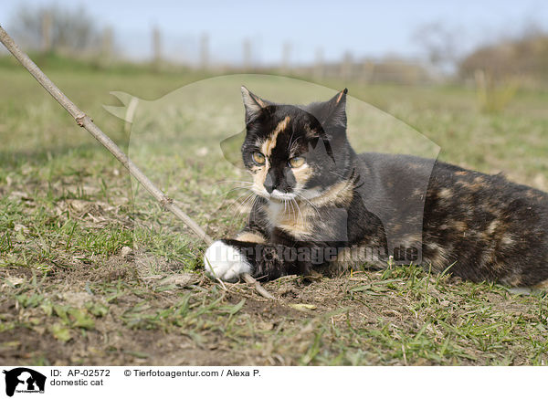 Freignger Hauskatze / domestic cat / AP-02572