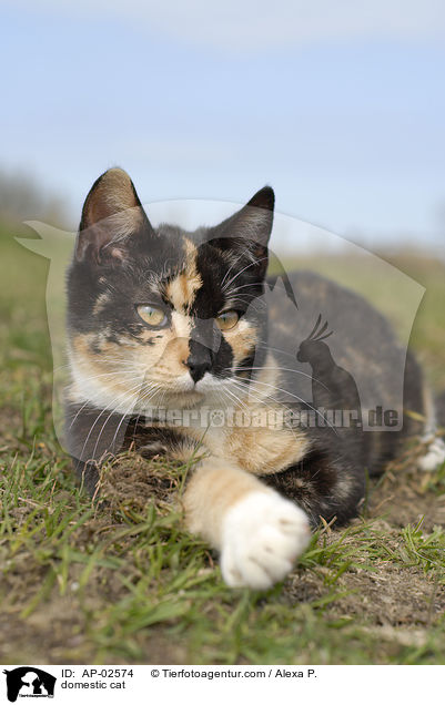 Freignger Hauskatze / domestic cat / AP-02574