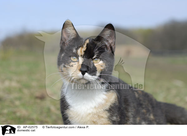 Freignger Hauskatze / domestic cat / AP-02575