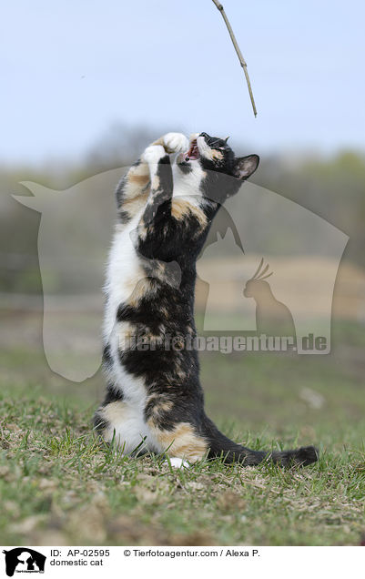 Freignger Hauskatze / domestic cat / AP-02595
