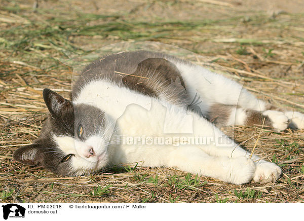 Hauskatze / domestic cat / PM-03018