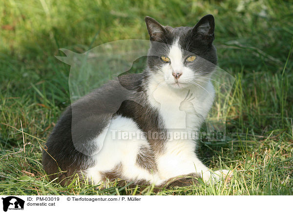 Hauskatze / domestic cat / PM-03019