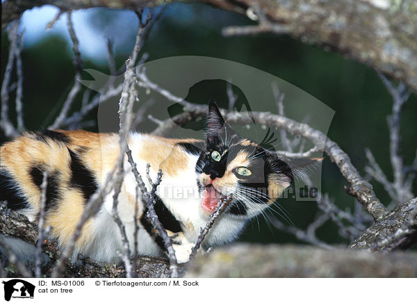 Katze auf Baum / cat on tree / MS-01006