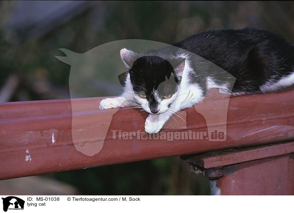 liegende Katze / lying cat / MS-01038