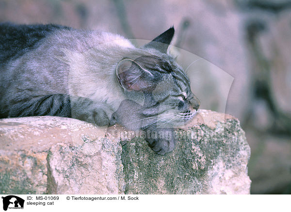 schlafende Katze / sleeping cat / MS-01069